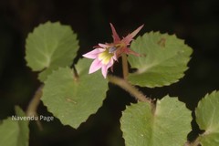 Lobelia nummularia